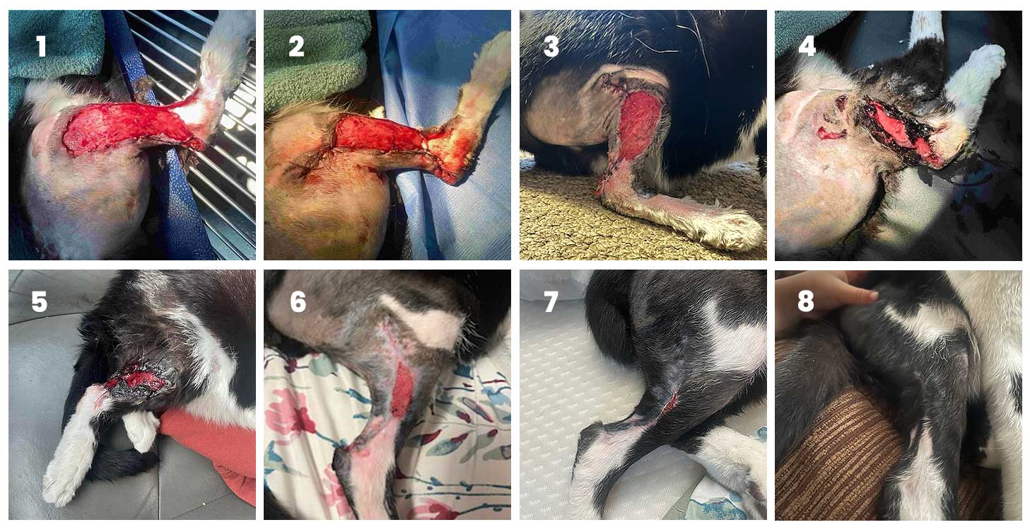 dog-injury-number Dog Injury