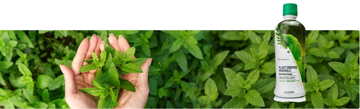nutrition-minarales Nutrition Hemp